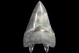 Serrated, Fossil Megalodon Tooth - Killer Lower Tooth!!! #86685-1